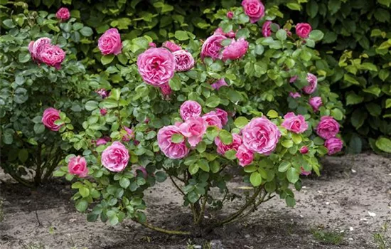 Der Oktober – Pflanzzeit für Rosen