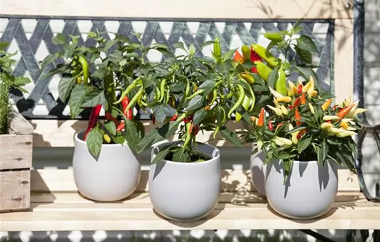 Ein ganzer Garten auf dem Balkon: Gärtnern auf kleinstem Raum