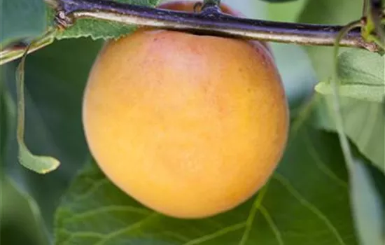 Prunus armeniaca 'Aprigold'®