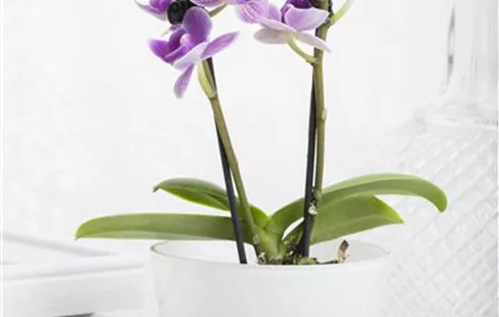 Phalaenopsis Mini