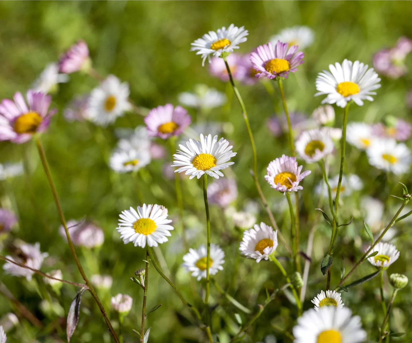 Die heilende Wirkung von Gänseblümchen