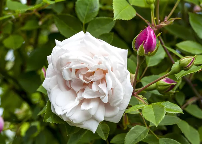 Rosen ausputzen