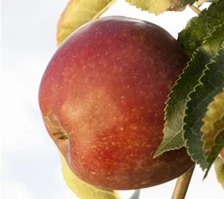 Sommerschnitt für Obstbäume 