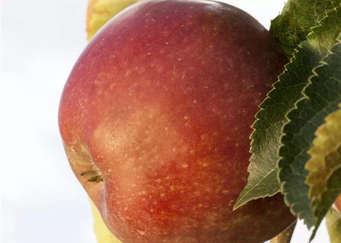 Sommerschnitt für Obstbäume 