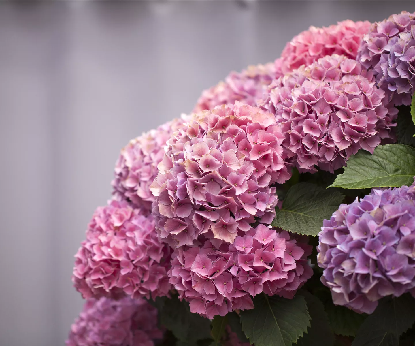 Die Hortensie im Garten