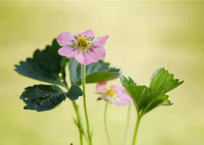 Erdbeeren setzen