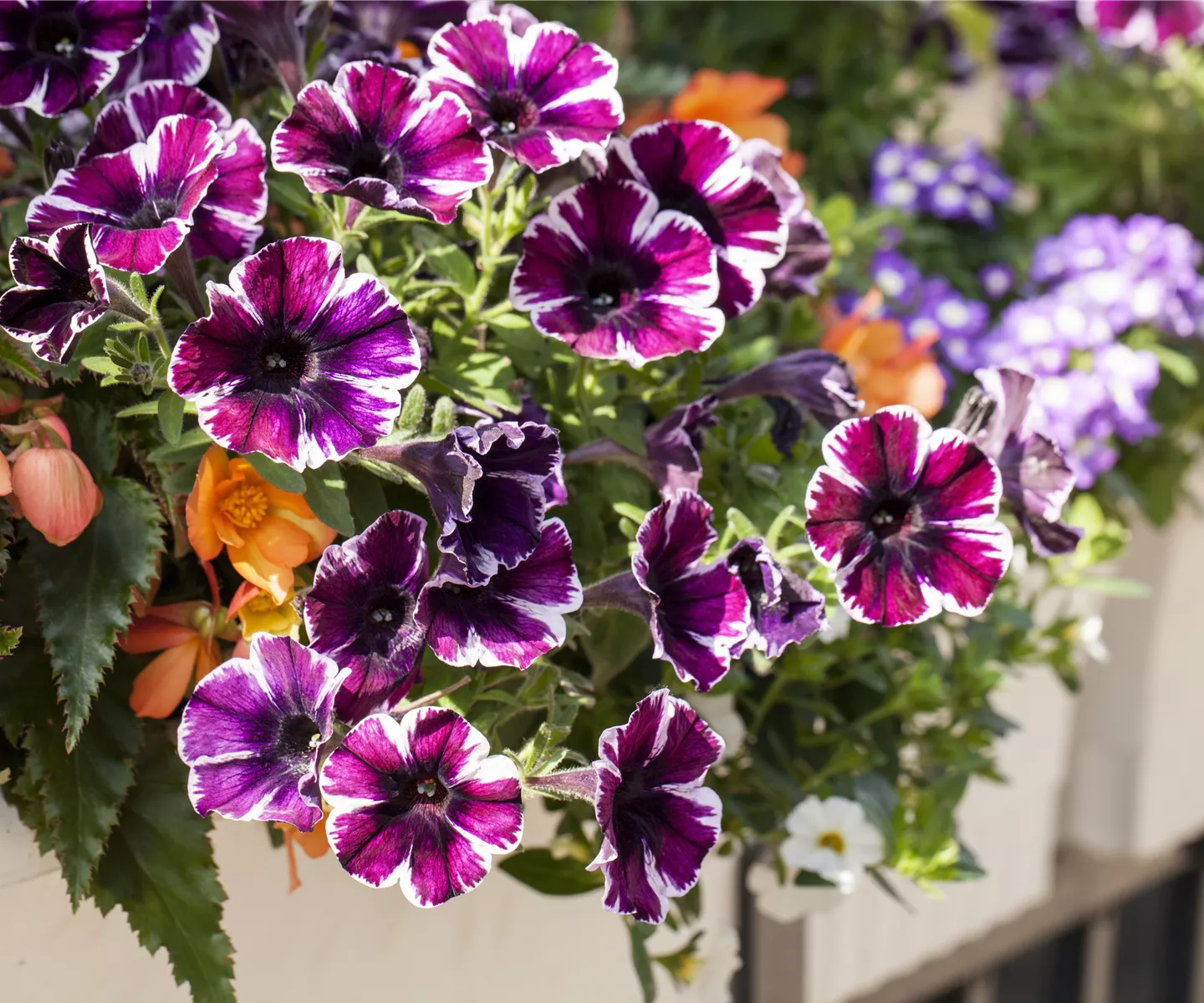 Verwelkte Blüten entfernen