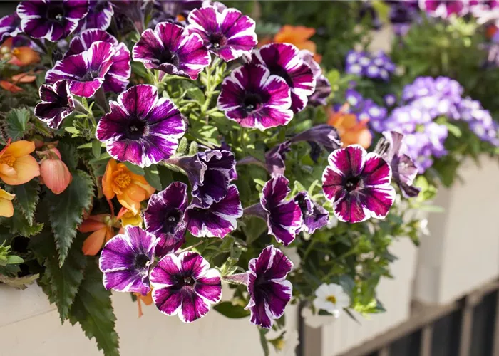 Verwelkte Blüten entfernen