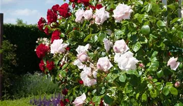 1A Garten Eickelmann
