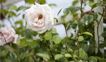 1A Garten Eickelmann