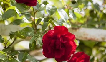1A Garten Eickelmann