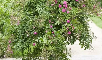 1A Garten Eickelmann