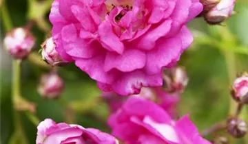 1A Garten Eickelmann