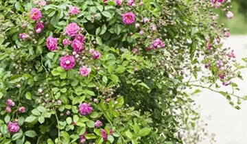 1A Garten Eickelmann