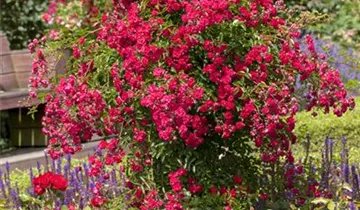 1A Garten Eickelmann