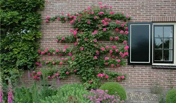 1A Garten Eickelmann