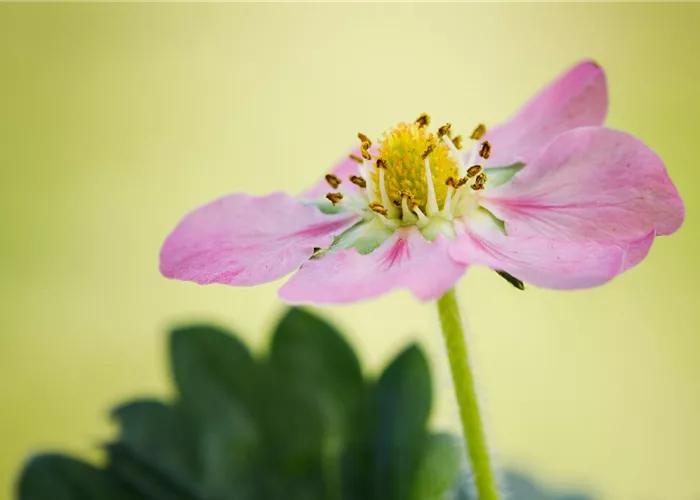 Erdbeeren verfrühen