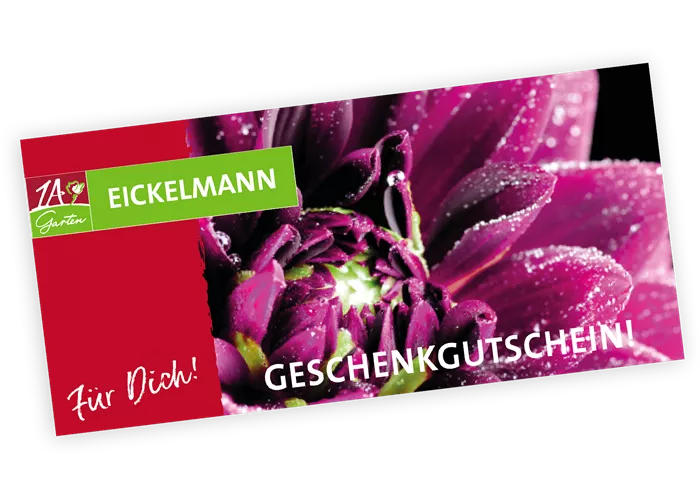 Gutschein Dahlie