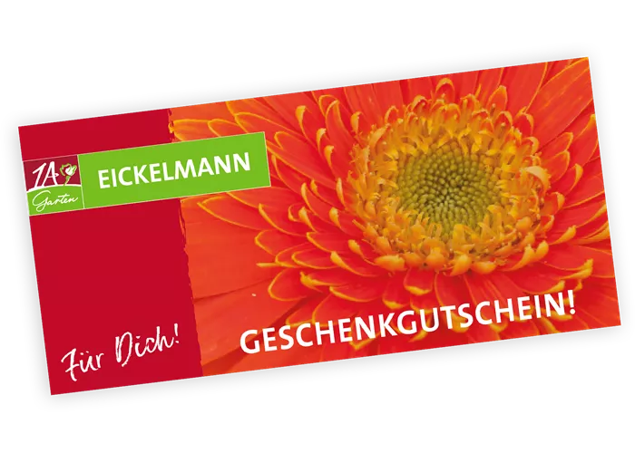 Gutschein Gerbera