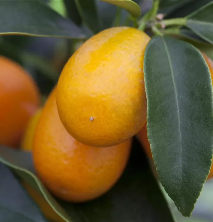 Ovale Kumquat