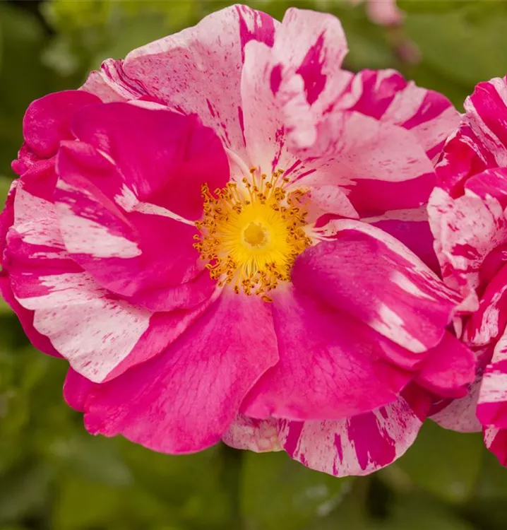 Kleinstrauchrose