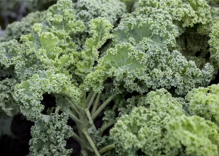 Leckeres Wintergemüse selber ziehen