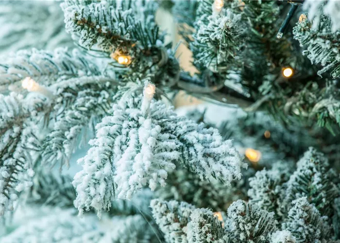 Weihnachtsbaum als Rosenschutz