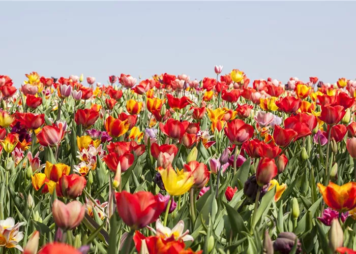 Vergessene Zwiebeln pflanzen