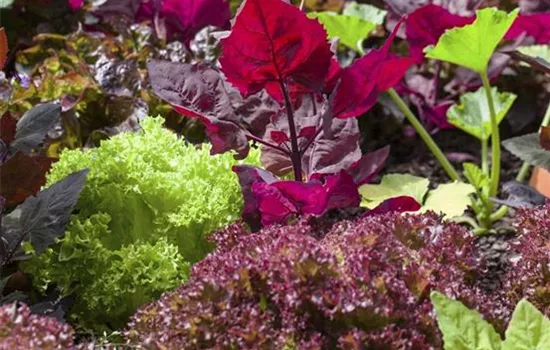 Frisches und leckeres Gemüse aus dem Gemüsegarten