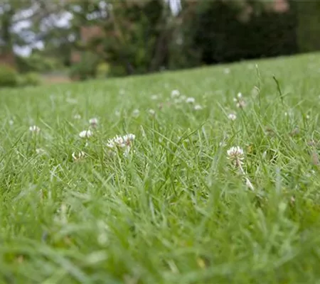 Die Kleintierwiese – schaffen Sie Lebensraum für Kaninchen und Co.