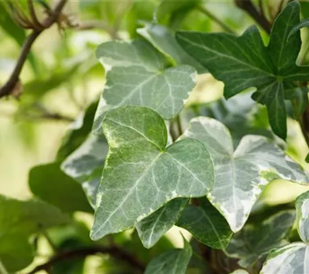 Kletterpflanzen richtig schneiden