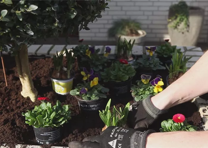Blumenkasten - Frühlingshafte Bepflanzung