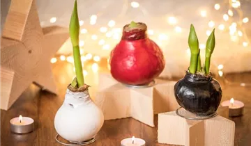 1A Garten Eickelmann