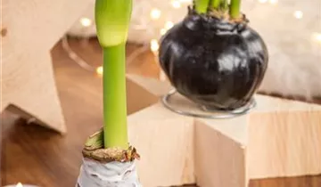 1A Garten Eickelmann