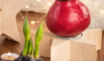 1A Garten Eickelmann