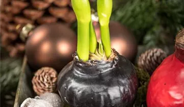 1A Garten Eickelmann