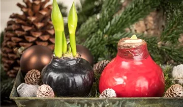 1A Garten Eickelmann