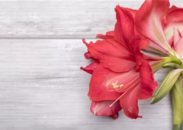 Amaryllis