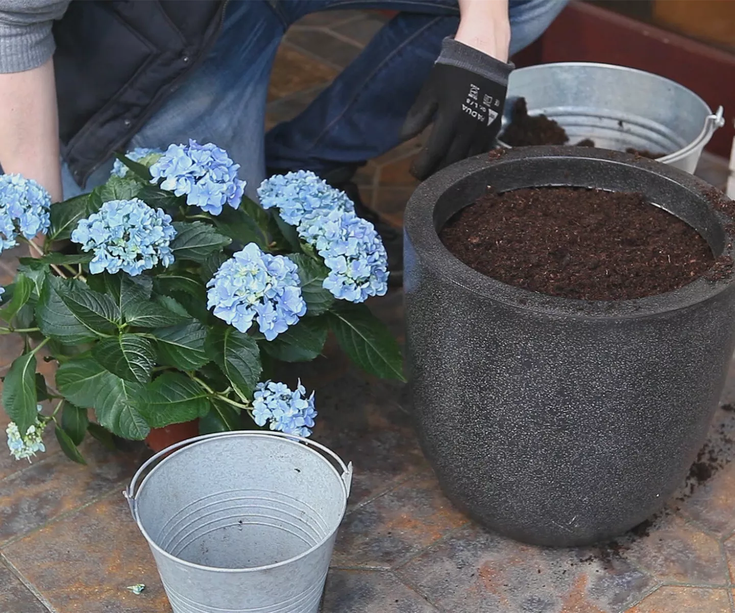 Hortensien - Einpflanzen in ein Gefäß