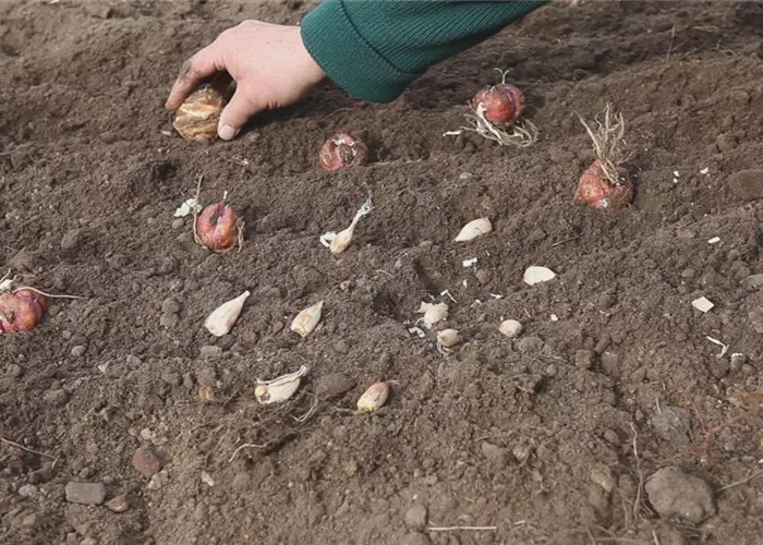 Blumenzwiebeln - Einpflanzen im Garten