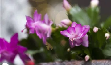 1A Garten Eickelmann