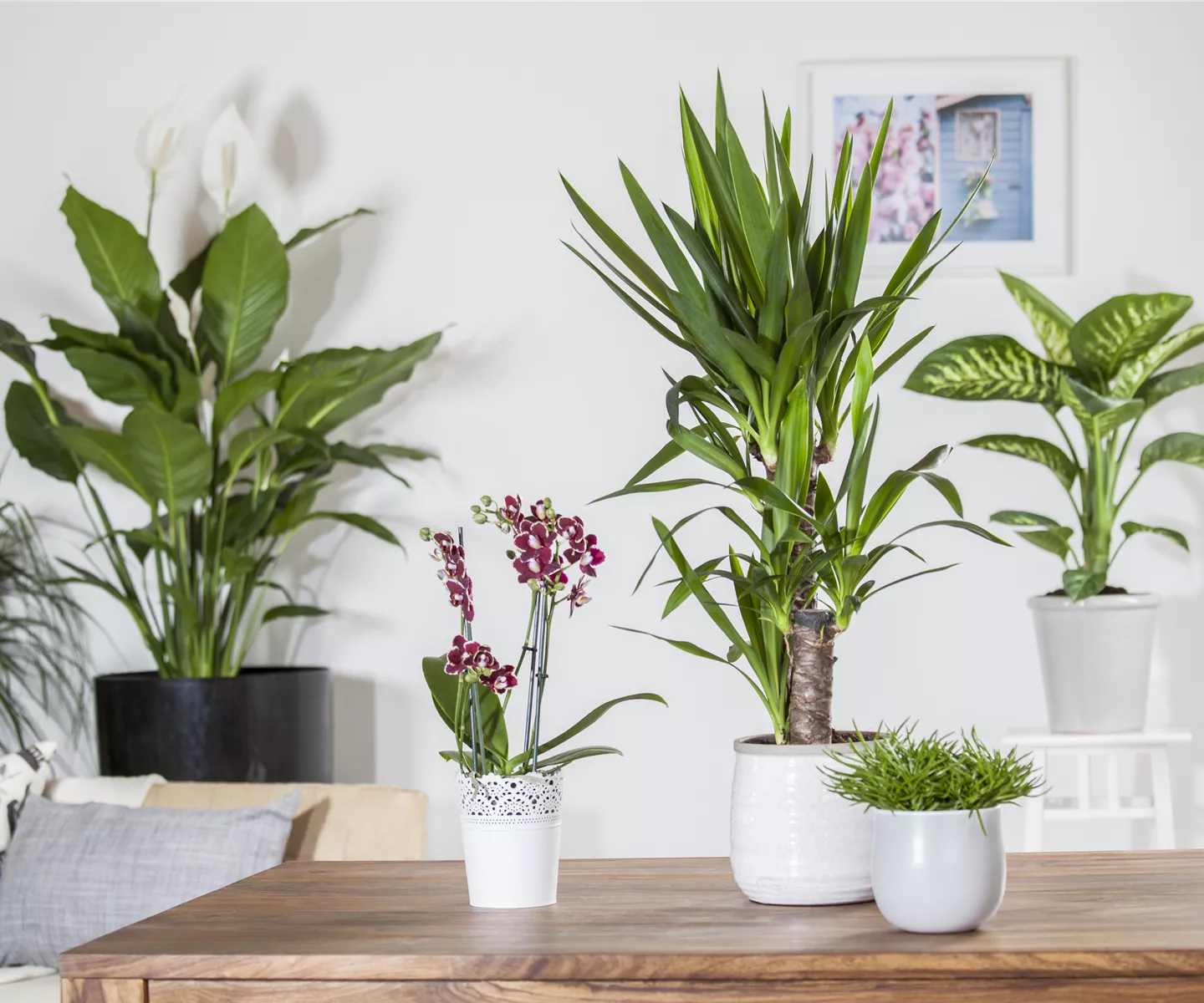 Trauermücken vertreiben