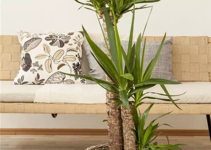 Palmlilien richtig schneiden