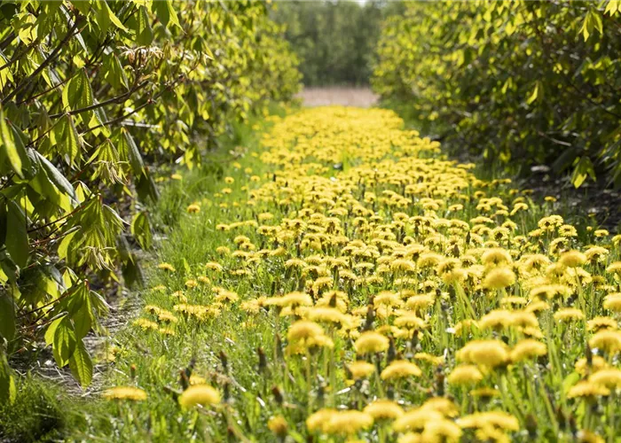 Löwenzahn entfernen