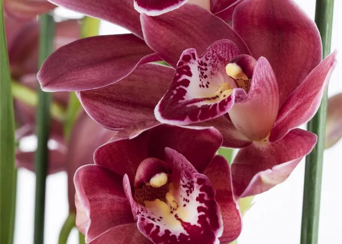Orchideen als Schnittblume