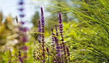 1A Garten Eickelmann