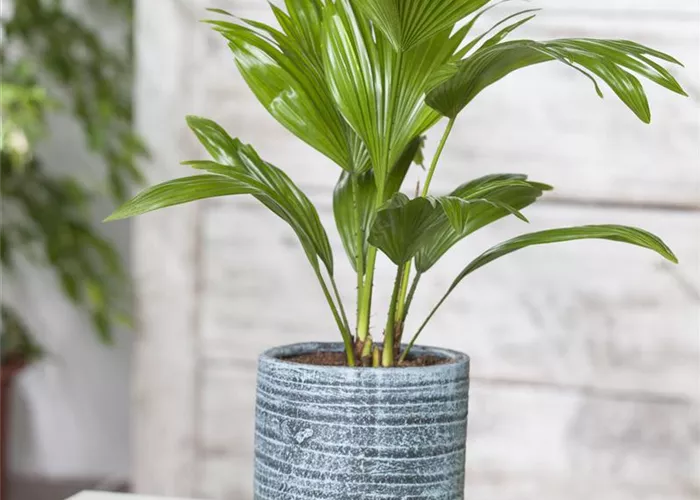 Palmen für die Wohnung