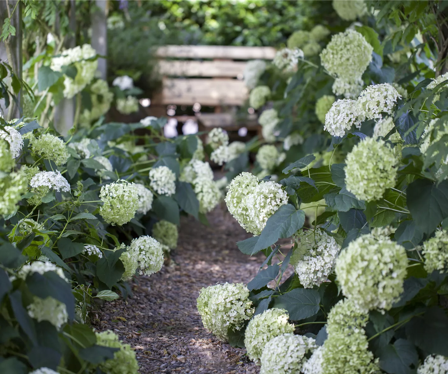 Schattengarten – Tipps zur Gestaltung